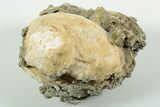 Fossil Clam with Fluorescent Calcite Crystals - Ruck's Pit, FL #191755-1